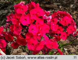 Phlox paniculata Red Riding Hood