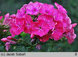 Phlox ×arendsii (floks Arendsa)