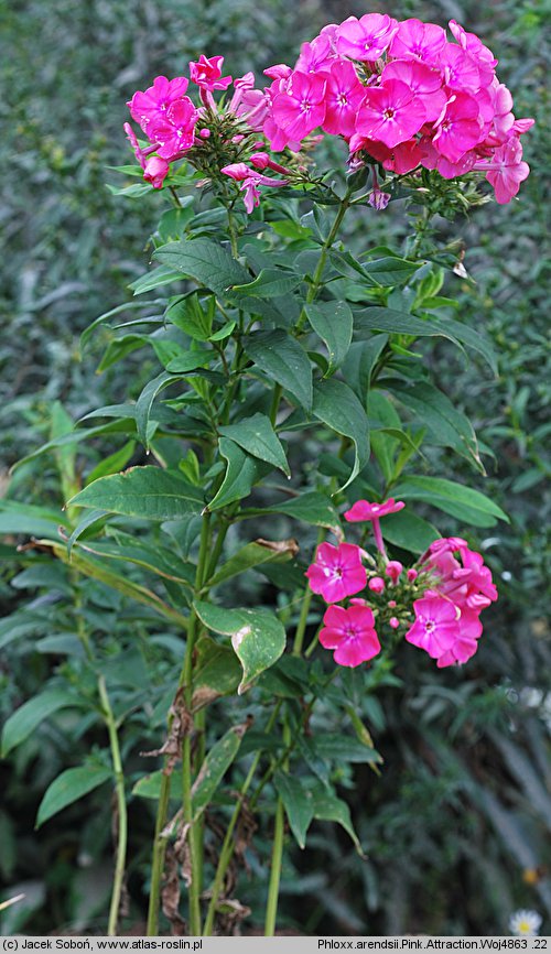 Phlox ×arendsii (floks Arendsa)