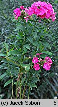 Phlox ×arendsii (floks Arendsa)