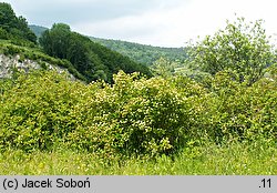 Physocarpus opulifolius (pęcherznica kalinolistna)