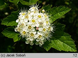 Physocarpus opulifolius (pęcherznica kalinolistna)