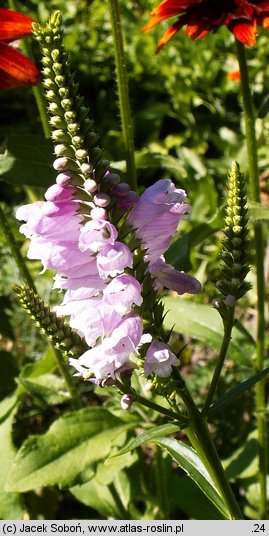 Physostegia virginica