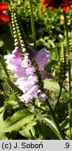 Physostegia virginica