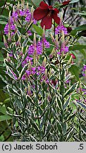 Physostegia virginica (odętka wirginijska)