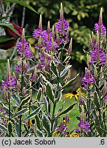 Physostegia virginica (odętka wirginijska)