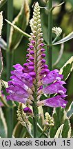 Physostegia virginica (odętka wirginijska)