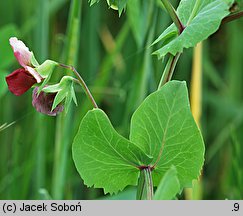 Pisum sativum ssp. arvense (groch zwyczajny polny)