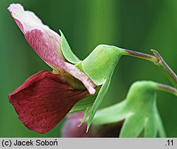 Pisum sativum ssp. arvense (groch zwyczajny polny)