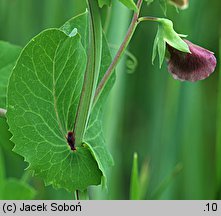 Pisum sativum ssp. arvense (groch zwyczajny polny)