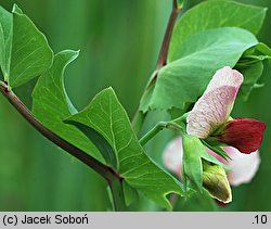 Pisum sativum ssp. arvense (groch zwyczajny polny)