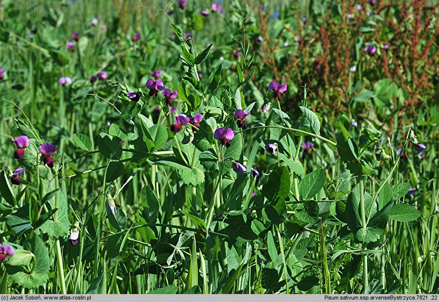 Pisum sativum ssp. arvense (groch zwyczajny polny)