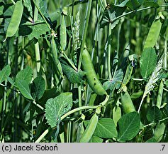 Pisum sativum ssp. arvense (groch zwyczajny polny)