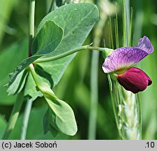 Pisum sativum ssp. arvense (groch zwyczajny polny)