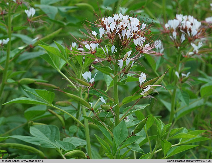 Polanisia dodecandra ssp. trachysperma