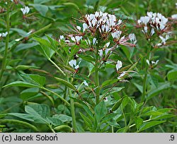 Polanisia dodecandra ssp. trachysperma