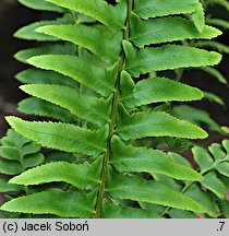 Polystichum acrostichoides (paprotnik bożonarodzeniowy)