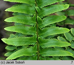 Polystichum acrostichoides (paprotnik bożonarodzeniowy)