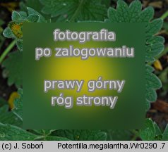 Potentilla megelantha (pięciornik wielkokwiatowy)