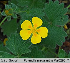 Potentilla megelantha (pięciornik wielkokwiatowy)