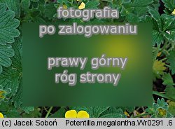 Potentilla megelantha (pięciornik wielkokwiatowy)