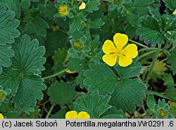 Potentilla megelantha (pięciornik wielkokwiatowy)