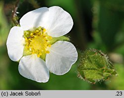 Drymocallis corsica (pięciornik skalny korsykański)