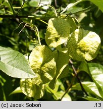 Ptelea trifoliata