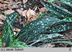 Pulmonaria longifolia (miodunka długolistna)