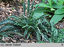 Pulmonaria longifolia (miodunka długolistna)