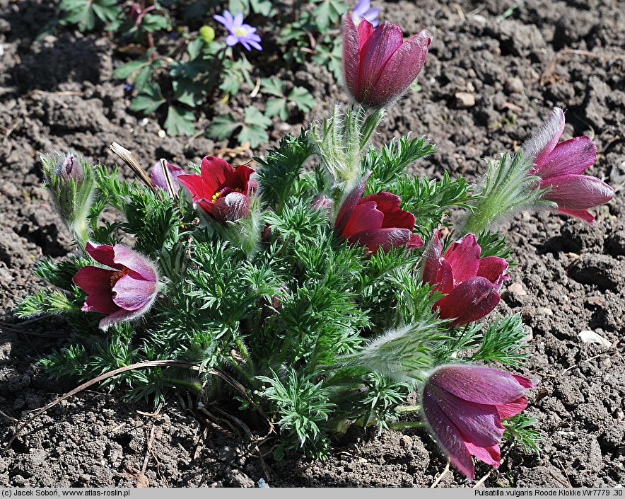 Pulsatilla vulgaris Rote Glocke