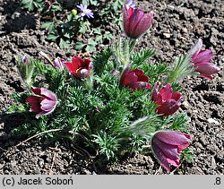 Pulsatilla vulgaris Rote Glocke