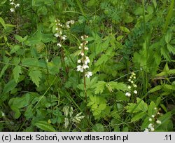 Pyrola rotundifolia (gruszyczka okrągłolistna)