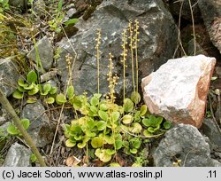 Pyrola rotundifolia (gruszyczka okrągłolistna)