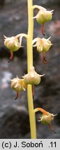 Pyrola rotundifolia (gruszyczka okrągłolistna)