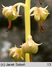 Pyrola rotundifolia (gruszyczka okrągłolistna)