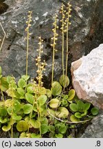 Pyrola rotundifolia (gruszyczka okrągłolistna)