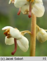 Pyrola rotundifolia (gruszyczka okrągłolistna)