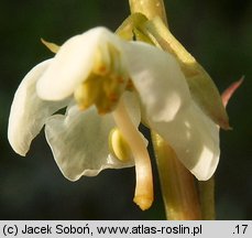 Pyrola rotundifolia (gruszyczka okrągłolistna)