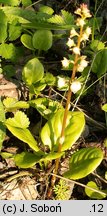 Pyrola rotundifolia (gruszyczka okrągłolistna)