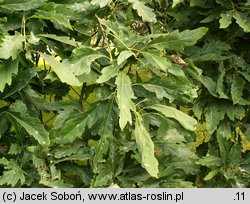 Quercus petraea