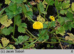 Ranunculus repens Flore Pleno