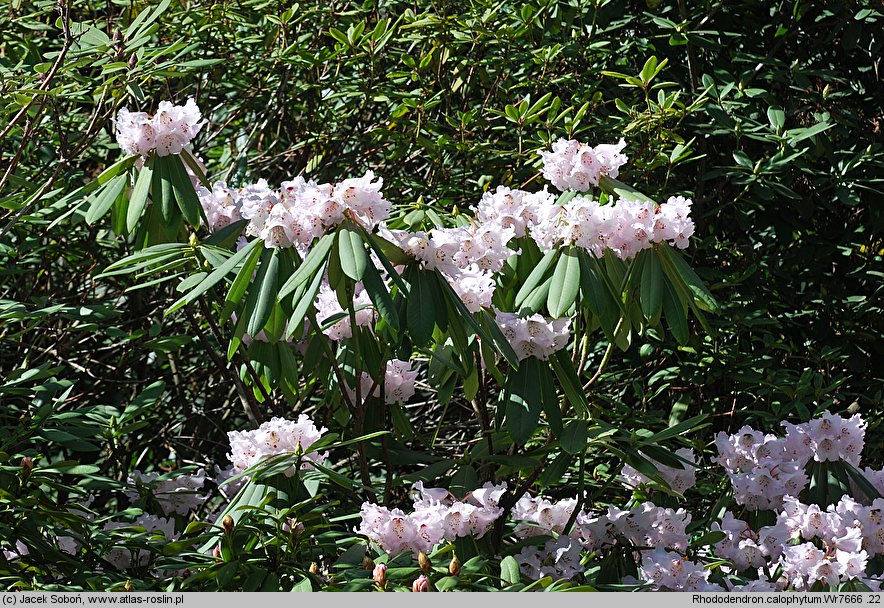 Rhododendron calophytum