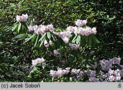 Rhododendron calophytum