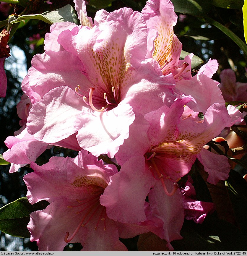 Rhododendron hort. Duke of York