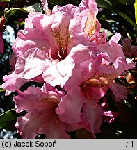 Rhododendron hort. Duke of York