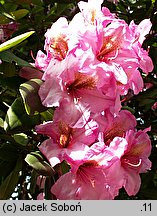 Rhododendron hort. Duke of York