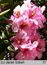 Rhododendron Duke of York