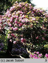 Rhododendron hort. Duke of York