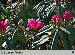 Rhododendron japonoheptamerum var. japonoheptamerum (różanecznik Metternicha)